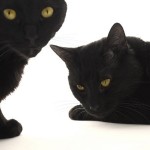 czarne koty